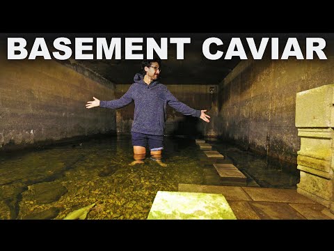 Raising BIG fish in a home cistern (with @CowTurtle, the Eel Pit guy)