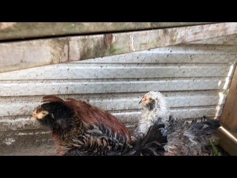 Chickens, Fat, Flying Monkees and a Scooter