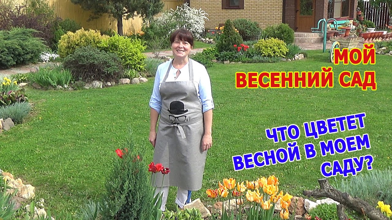 Весенний сад в Подмосковье. Что цветет в моем саду весной? ВЛОГ из МОЕГО САДА