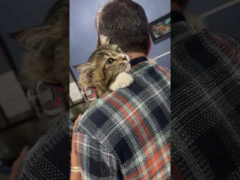 Loving Cat Refuses to Let Go of Human Dad