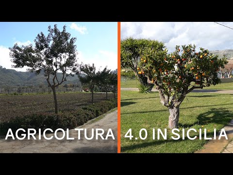 Video: (VIDEO Scrusciu di Sicilia). MINEO. Agricoltura 4.0 in Sicilia. Intelligenza Artificiale nell'irrigazione in una sperimentazione di UN.I.COOP Sicilia
