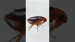 Fleas Can Jump 100 Times Faster Than the Blink of an Eye | #DeepLook #Shorts