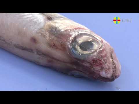 Semana-ciencia - Videos - Parásitos de nuestro mundo