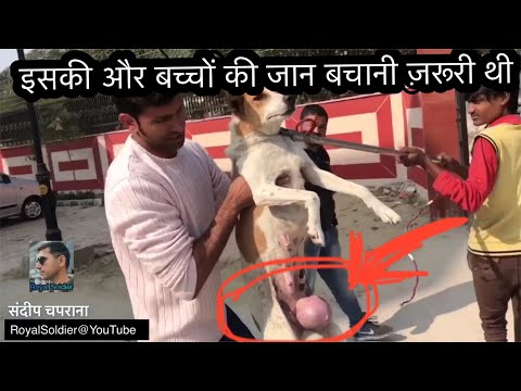 Dog pupps and mumma could have died if not rescued😢Happy to save a life🐕Royal Soldier 🇮🇳