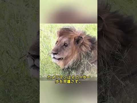 ライオンvsコブラ！壮絶な戦いが繰り広げられる！  #ライオン #コブラバトル #自然界の王者 #サバンナの戦い #絶対に見逃せない