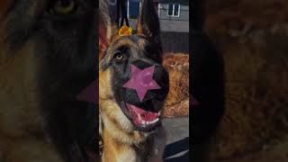 German Shepherd ☺️ #dog #gsdofig #germanshepherd #gsdmode4life #gsd #gsdpage #puppy #gsds #doglover
