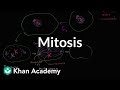 Exploring the Phases of Mitosis