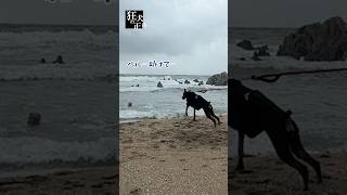 飼い主の危機に、苦手な海を克服するドーベルマン