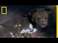 Social Structure of Painted Dogs