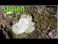 Understanding Lichens