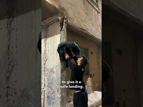 جون این گربه رو از دست دوتا سگ نجات دادم 💔I saved this cat from two dogs