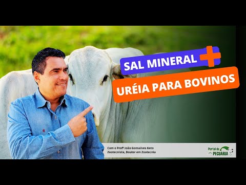 Sal mineral + ureia para bovinos