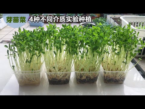 |芽苗菜Grow sprout vegetable - YouTube(10:14)