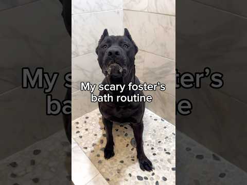 Do you think Regulus enjoyed it? ๐งผ๐๐พ #dogsofyoutube #canecorso #rescuedog #neapolitanmastiff