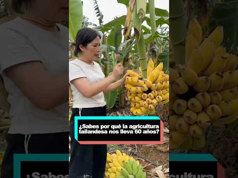 Sabes por qué la agricultura tailandesa nos lleva 60 años? #youtube #funny #delicious