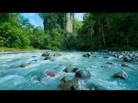 Sink Into Stillness – Flowing River in a Peaceful Forest for Deep Relaxation