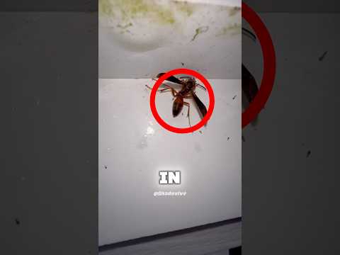 He Found a Venomous Hornet When… 😱