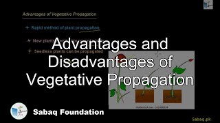 Advantages and Disadvantages of Vegetative Propagation