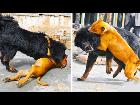 Quando os animais se metem com o oponente errado