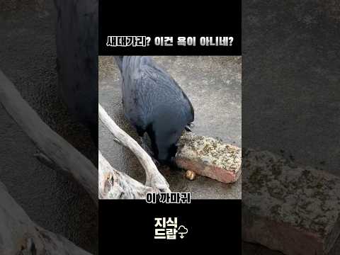 앞으로 새대가리는 칭찬이다 🤔