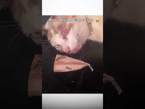 bro's dream came true 🥀💀 #funny #cat