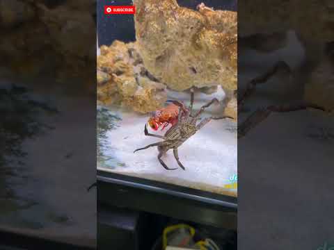 Udang ini bisa PECAHIN KACA aquarium!?