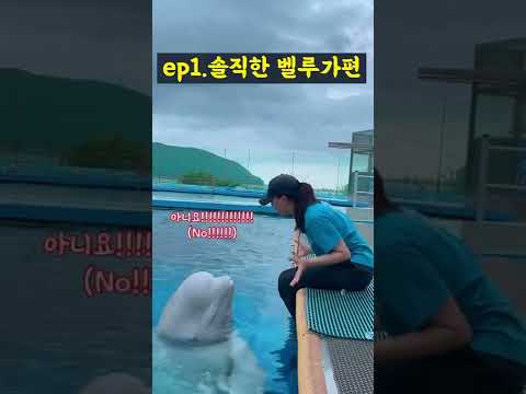 솔직한 벨루가 ㅋㅋㅋ💙