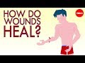 Wound Healing Process and Functions