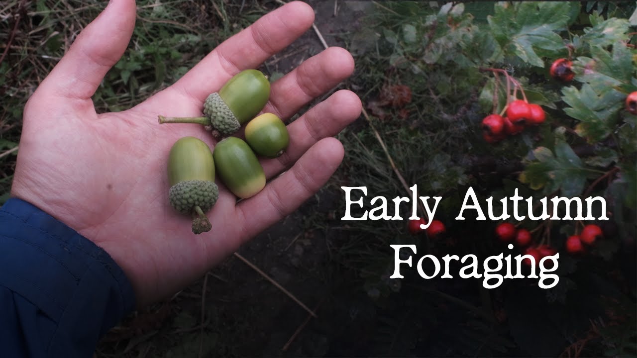 Edible Plants to Forage in September - UK Woodland Foraging