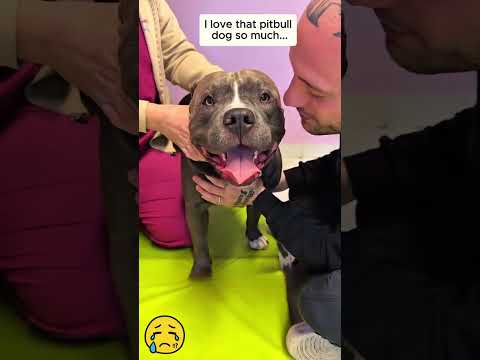 I love that Pitbull dog sแป much ... #cute #animals #kutedog