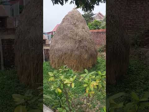Nhà quê đang là xu hướng