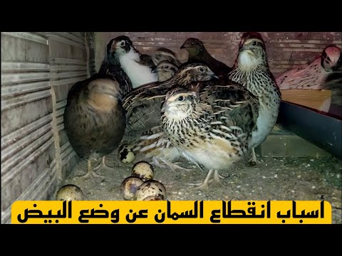 أسباب انقطاع السمان عن وضع البيض .