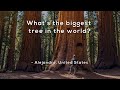 Exploring the World's Biggest Trees