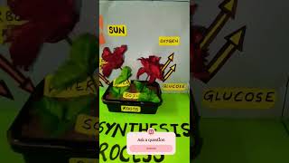 #schoolproject #scienceexperiment #science project # photosynthesis process