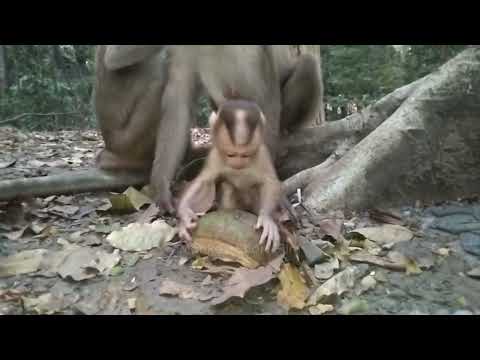 Excellent little monkey sister who lets mom and the infant assist with nursing