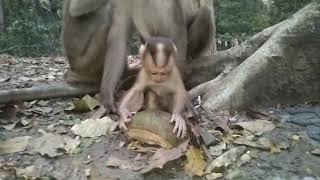 Excellent little monkey sister who lets mom and the infant assist with nursing
