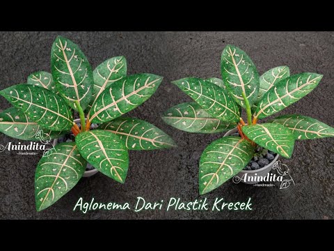 Tanaman Aglonema Dari Plastik Kresek//Tanaman hias dari plastik kresek//DIY//Flower craft