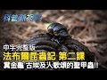Insect Study and Dung Beetles