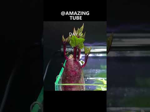 Growing Sweet Potato In Fish Tank - Time Lapse