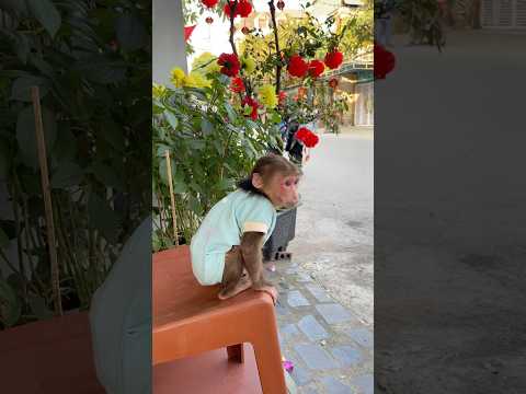 #cutepets #monkey #babymonkey #cute #cutemonkey #monekydluffy #trendingshorts #animals #relax #baby