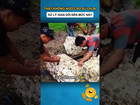 Thật Không Ngờ Cao Su Lại Bị Xử Lý Gian Dối Đến Mức Này