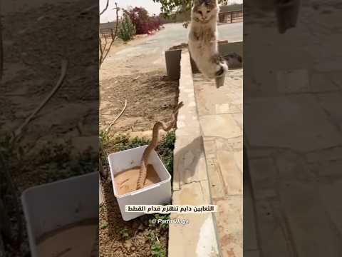 ليش الثعابيين تنهزم من القطط دايم #اكسبلور #العلم #animals #الاجسام #معلومات