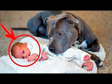 Супруги хотели избавиться от собаки. Посмотрев камеры, они обомлели!