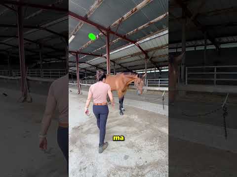 Il modo corretto di trattare un cavallo ❤️