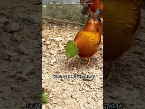 how to catch a chicken🐓😯 #shorts