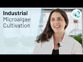 Necton's Algae Research and Practices