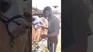 Unbelievable! A Calf Was Sold for Only Rs 500 | Eid-ul-Adha | #shorts #eidulazha2026