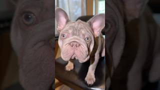 I Asked My French Bulldogs to Smile for a Photo... #shorts #youtubeshorts #frenchbulldog #love