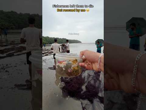 🐡 A happy ending - Watch the inspiring rescue of these puffer fish 🥺