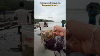 🐡 A happy ending - Watch the inspiring rescue of these puffer fish 🥺